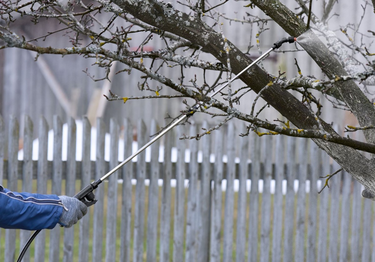 Kiedy pryskać jabłonie na parcha?
