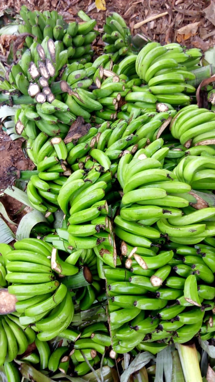 Kirinyaga Man destroys Ksh 200K farm produce because wife wanted to work on Father's Day