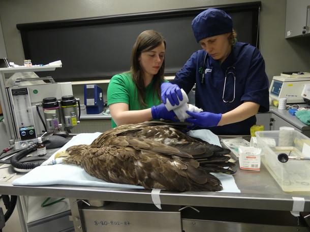 Ptaki ratowane w klinice Ptasi Azyl w warszawskim ZOO 