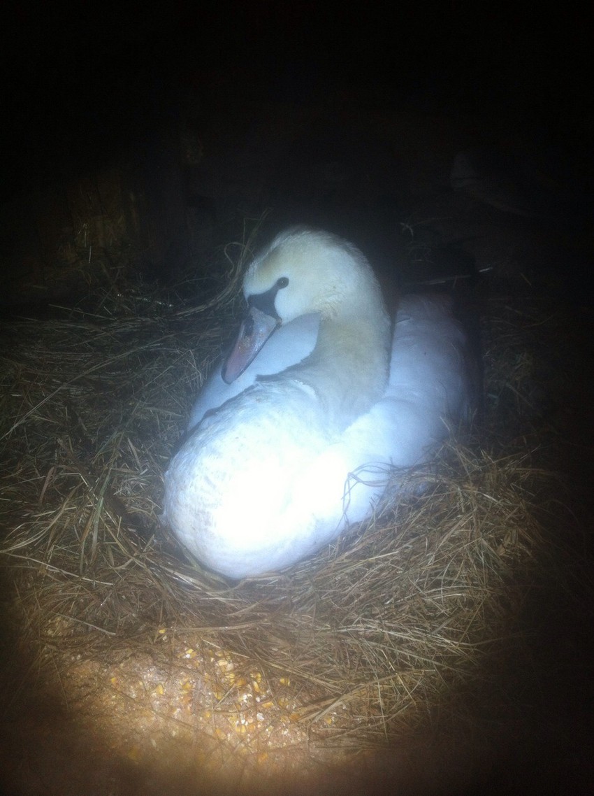 Mladi labud je sada na sigurnom