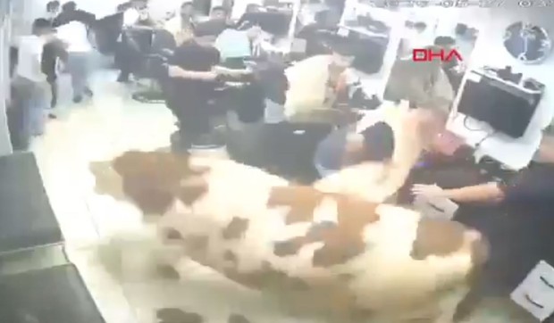 Bik uleteo u berbernicu