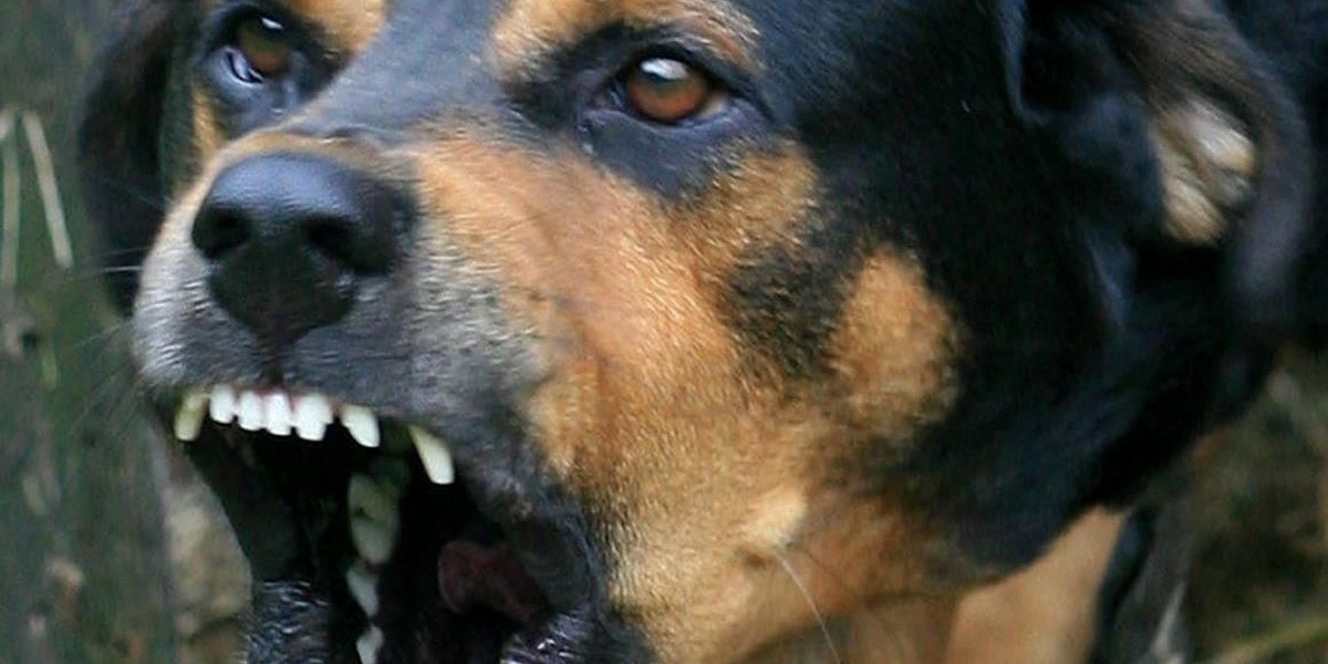 Bezpańskie psy zaatakowały biegacza