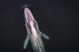 Drony i sztuczna inteligencja pomagają ratować wieloryby