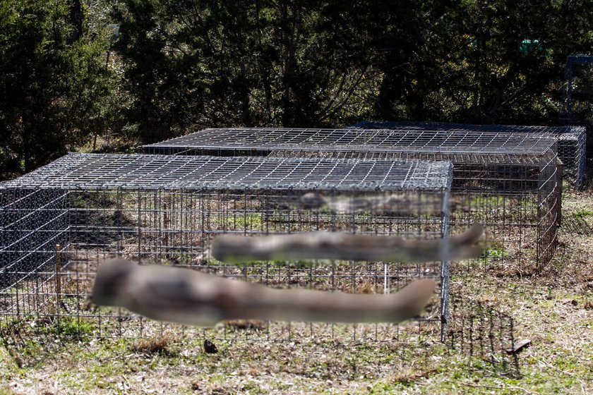 Trupia farma przy uniwersytecie  San Marcos Texas - The Forensic Anthropology Centre