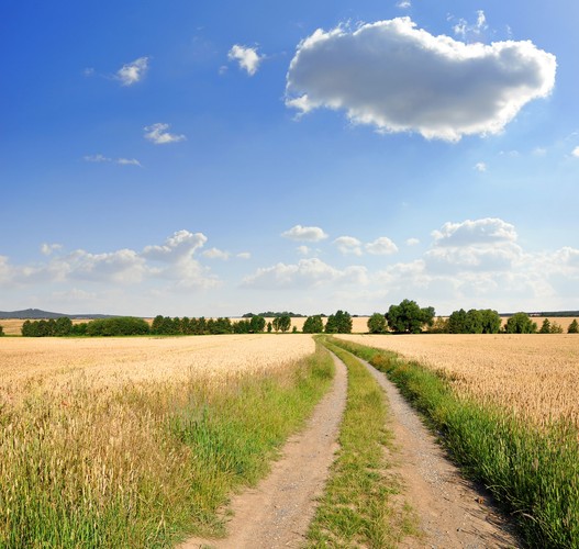 Politycy zgotowali nam jednak nie tylko zmiany na rynku finansowym. Od 1 stycznia czeka Polaków spora zmiana na rynku ziemi rolnej. Wszystko za sprawą nowej ustawy o kształtowaniu ustroju rolnego. Zapisano w niej zasadę, zgodnie z którą rolnik, chcąc sprzedać część posiadanej ziemi (np. żeby wysłać dzieci na studia lub dokonać jakiejś inwestycji) o zgodę na podział gospodarstwa będzie musiał poprosić dyrektora Agencji Nieruchomości Rolnych. Ten może wyrazić taką zgodę tylko w określonych przypadkach. Jednym z nich jest sytuacja, w której ilość ziemi, która zostanie w rękach rolnika będzie wystarczająca, aby prowadzić efektywnie gospodarstwo. Na niespełna miesiąc przed wejściem w życie ustawy nie wiadomo, jaka dokładnie będzie to powierzchnia. Zgodę dostanie też rolnik, który chce sprzedać działkę położoną daleko od innych swoich nieruchomości, a kupujący sąsiaduje z tą parcelą.<br><br>

Ustawodawca wprowadził też spore utrudnienia dla kupujących poprzez prawo pierwokupu. Chodzi o to, że osoba trzecia ma prawo zakupu nieruchomości na warunkach ustalonych między kupującym i sprzedającym. Dzięki nowej ustawie prawo pierwokupu uzyskają w pierwszej kolejności dzierżawcy ziemi. Jeśli tych nie ma, prawo pierwokupu mają wszyscy sąsiedzi rolnicy, a tych może być wielu i wszystkich trzeba poinformować. Na koniec prawo pierwokupu ma też wspominana już wcześniej Agencja Nieruchomości Rolnych i to uprawnienie będzie dotyczyło nie tylko działek większych (od 5 ha wzwyż) jak dziś, ale wystarczy 1 ha, aby Agencja „weszła w buty” niedoszłego nabywcy ziemi.<br><br>

Gdyby tego było mało, każda z osób uprawnionych do pierwokupu może dojść do wniosku, że cena nieruchomości jest za wysoka i wnieść sprawę do sądu, aby ten ustalił, jaka jest wartość rynkowa. To uprawnienie może wyraźnie wydłużyć czas potrzebny na zawarcie transakcji. Nietrudno wyobrazić sobie sytuację, w której może to trwać kilka lat.<br><br>

Takich problemów z blokującym zakup prawem pierwokupu nie będą mieli m.in. kupujący powiększający gospodarstwo, którzy są rolnikami z odpowiednimi kwalifikacjami i od przynajmniej 5 lat samodzielnie prowadzą gospodarstwo i mieszkają na terenie gminy, w której tę działalność prowadzą. Nawet jednak tacy rolnicy nie kupią więcej niż 300 ha. Taki zapis ma przeciwdziałać powstawaniu latyfundiów, ale z drugiej strony utrudni konkurowanie polskim rolnikom z zagranicznymi. Ci drudzy, aby osiągać korzyści skali gospodarują często na obszarach idących w tysiące ha.<br><br>

Szczególnie na początku roku wspomniane zmiany mają więc szanse sparaliżować obrót ziemią sklasyfikowaną w ewidencji gruntów i budynków jako rolna (dotyczy to też np. działek w miastach, dla których wydano decyzję o warunkach zabudowy). Ustawa ogranicza nie tylko podaż, ale też popyt na ziemię i to nie tylko przeznaczoną na cele rolne. Trzeba się więc liczyć ze spadkiem cen ziemi w nowym roku. Co ważne posłowie obecnej kadencji zauważyli, że wspomniana ustawa zbyt szybko zmienia zasady gry rynkowej i do sejmu wpłynął projekt nowelizacji, który ma odłożyć wejście w życie ustawy z 1 stycznia na 1 maja 2016 roku.
