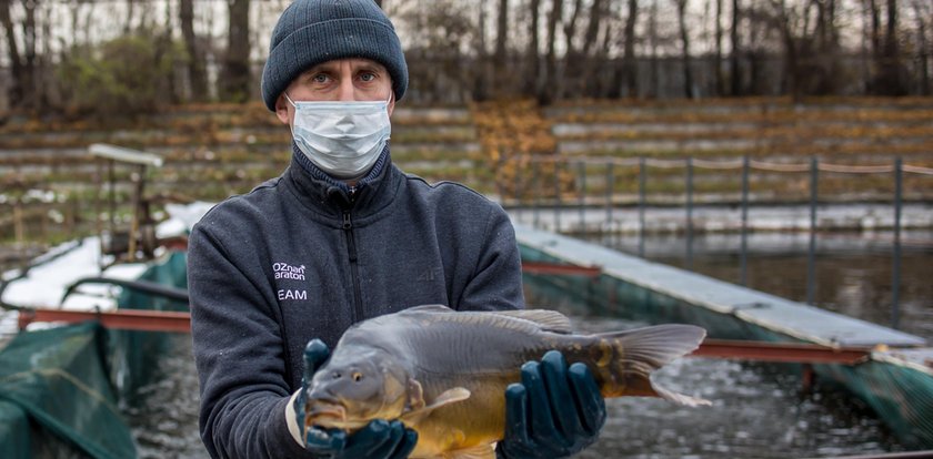 Karp na święta! Ile za kilogram karpia?