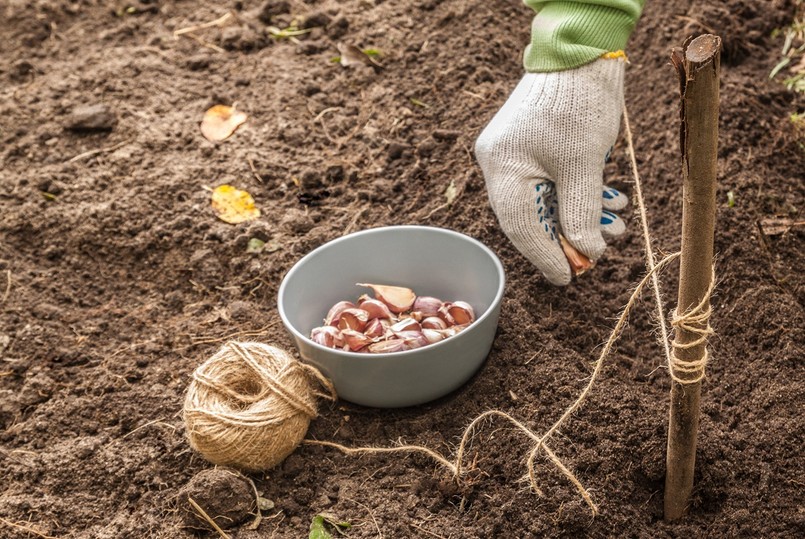 sadzimy czosnek październik kalendarz ogrodnika