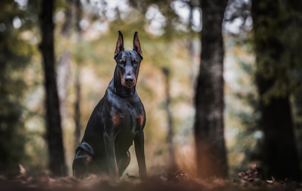 Doberman.