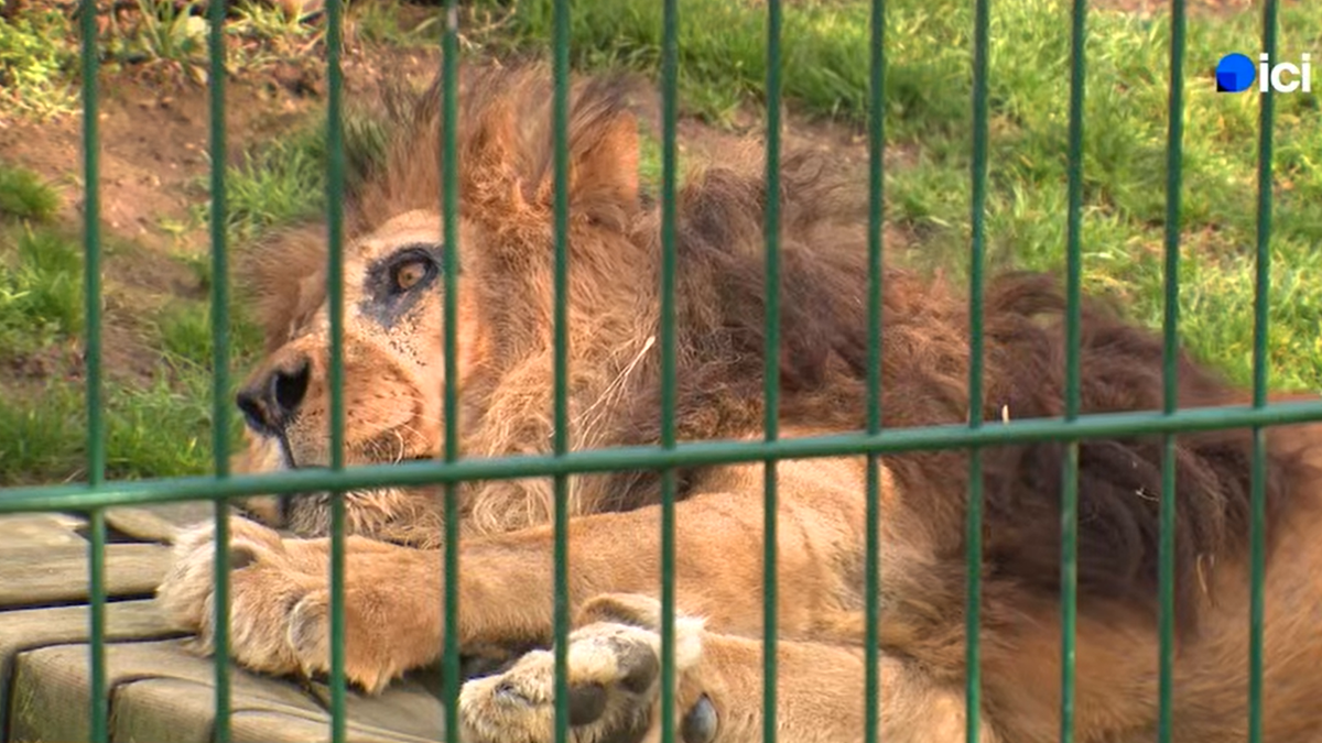 Kraj jednog kraljevstva! Uginuo Djibo - NAJSTARIJI lav u Evropi koji je prkosio biologiji (VIDEO)