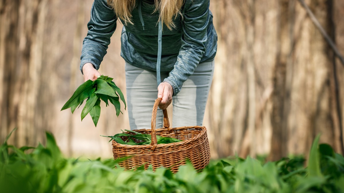 Sremuš je samonikla biljka koja ima niz zdravstvenih benefita