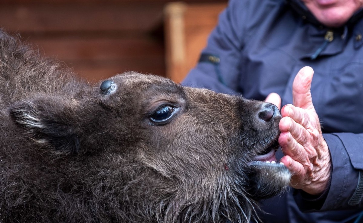 Żubrzątko z Pszczyny