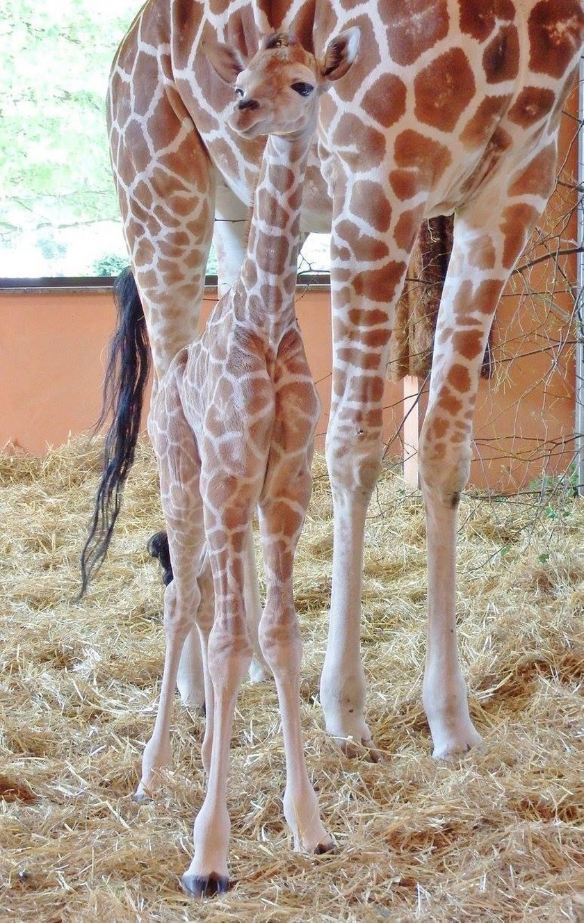 Chorzów. Narodizny żyrafy w Śląskim Ogrodzie Zoologicznym 