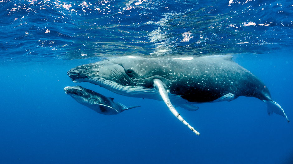 Wieloryby humbaków na Oceanie Spokojnym (zdjęcie ilustracyjne)
