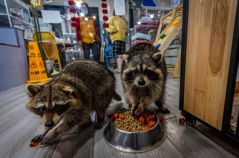 Szopy pracze z kawiarni Raccoon Cafe w Szanghaju.