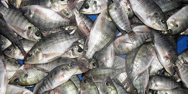 Tilapia is one of the oldest farmed fish