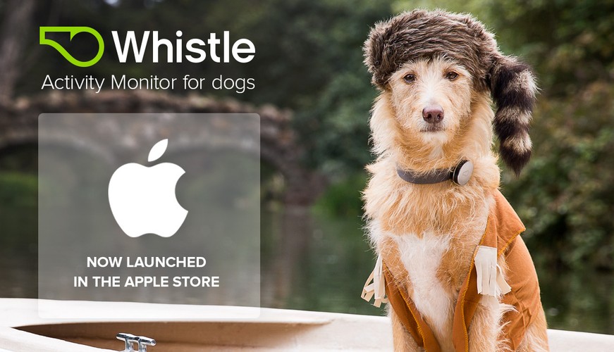 Już dziś możemy wyposażyć naszego czworonożnego przyjaciela w specjalną obrożę Whistle, która monitoruje jego aktywność i funkcje życiowe. Dzięki wbudowanym czujnikom, dowiemy się kiedy pies śpi, kiedy jest najbardziej aktywny, i co robi podczas naszej nieobecności. Whistle przesyła zestaw informacji o naszym pupilu na ekran naszego smartfona, wykorzystując wbudowane moduły Wi-Fi oraz Bluetooth.