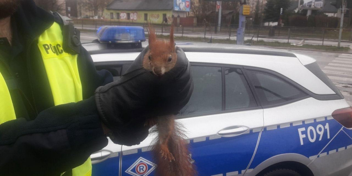 Ta wiewiórka miała prawdziwe szczęście! Policjanci uratowali jej życie 