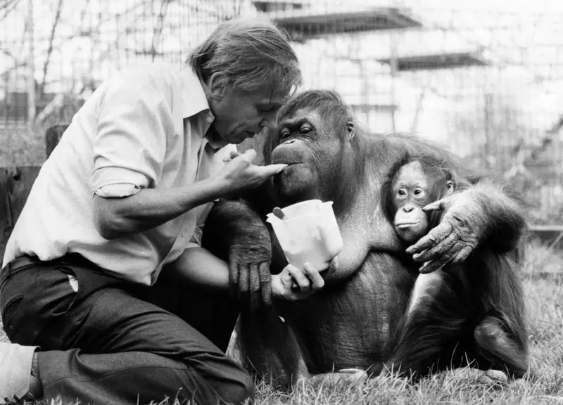 Sir David Attenborough w londyńskim zoo, 1982 rok, fot. Getty Images / Mirrorpix