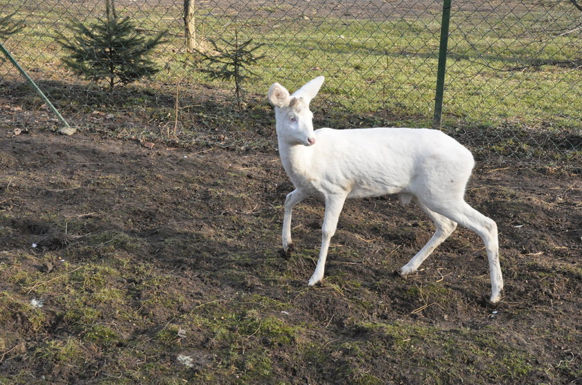 Sarna albinos w Polsce!