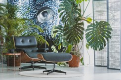 Czy Monstera oczyszcza powietrze? Te zalety sprawią, że zapragniesz mieć ją w domu. Galeria zdjęć