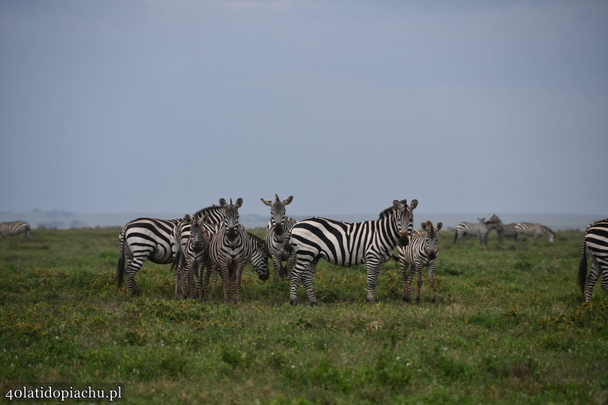 Nasze bociany i ich afrykańscy sąsiedzi podczas zimowania w kraterze Ngorongoro