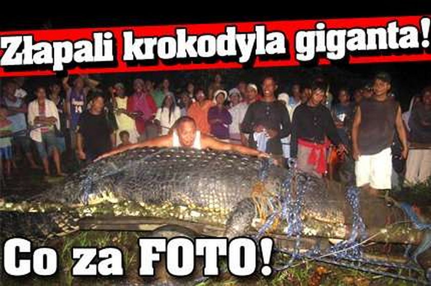 Złapali krokodyla giganta! Co za FOTO