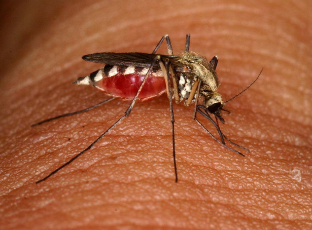 Komary, kleszcze, meszki, osy. Jak skutecznie odstraszyć owady?