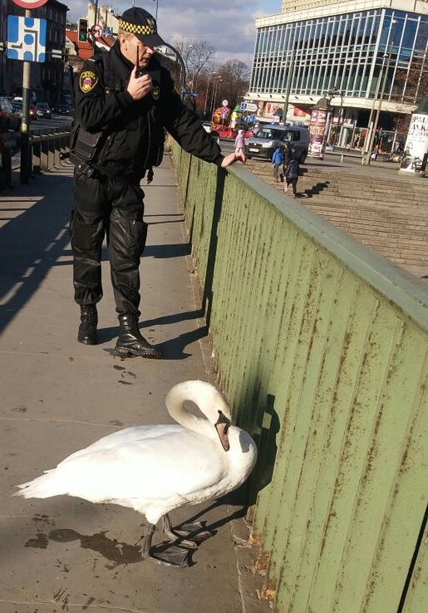 Ptak na moście