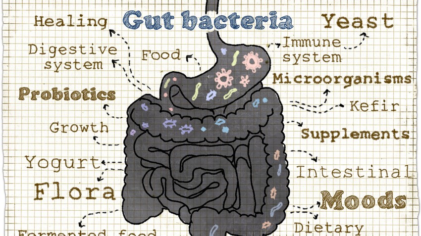 bélflóra antibiotikum baktérium probiotikum