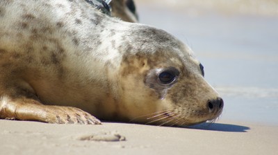 Polowania na fokę szarą zbyt intensywne. Planowe niszczenie gatunku?