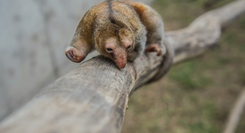 Native to Central and South America, pygmy anteaters measure about 20 centimeters (eight inches) long -- the smallest anteaters in the world