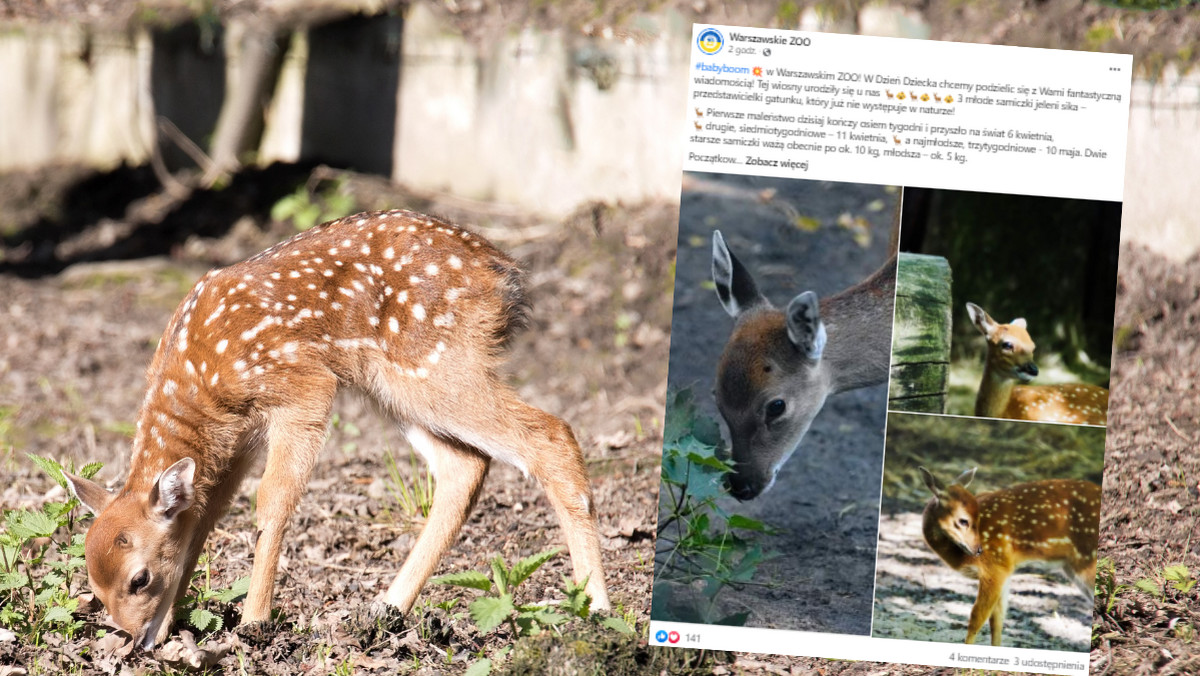 Ten gatunek już nie występuje w naturze. Przyszedł na świat w warszawskim zoo