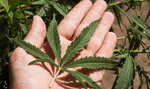 PO zgodzi się na legalną marihuanę?