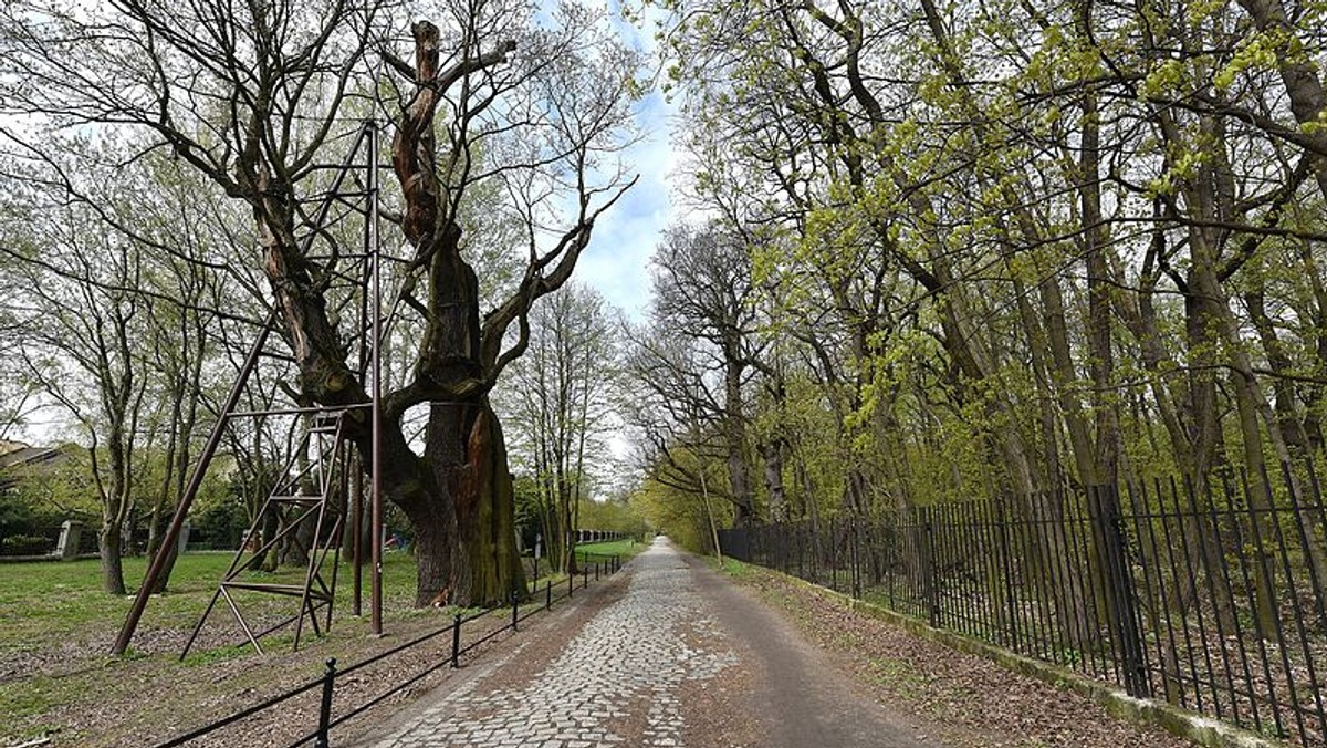 Warszawa: Pożar dębu Mieszko. Drzewo może się zawalić