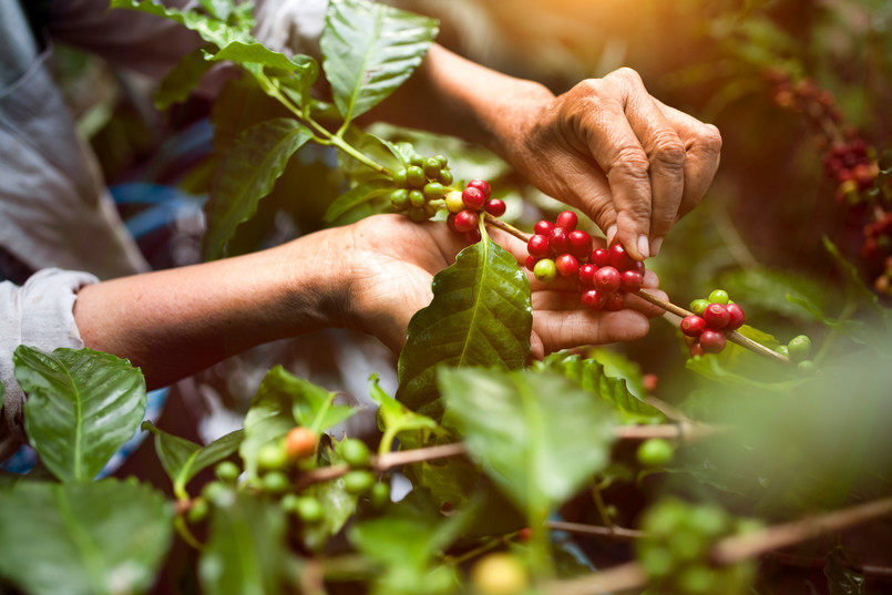 kawa Arabica,Coffee,Berries,With,Agriculturist,Handsrobusta,And,Arabica,Coffee,Berries