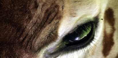 Niesamowite oczy zwierząt? FOTO