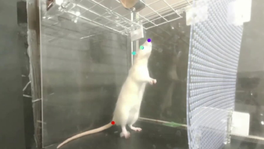 Szczury reagują na muzykę podobnie jak ludzie, fot. Ito et al., Science Advances 2022
