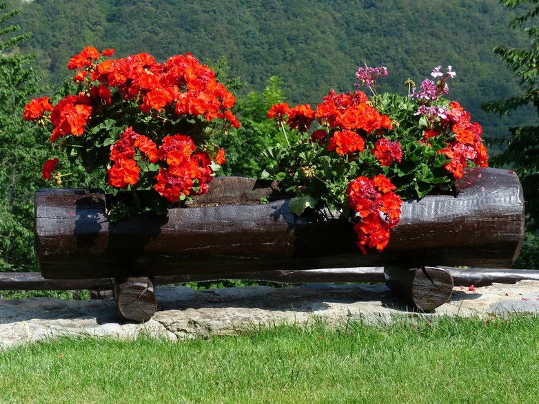 Pelargonie często wybiera się do obsadzania kwietników - Hans/pixabay.com