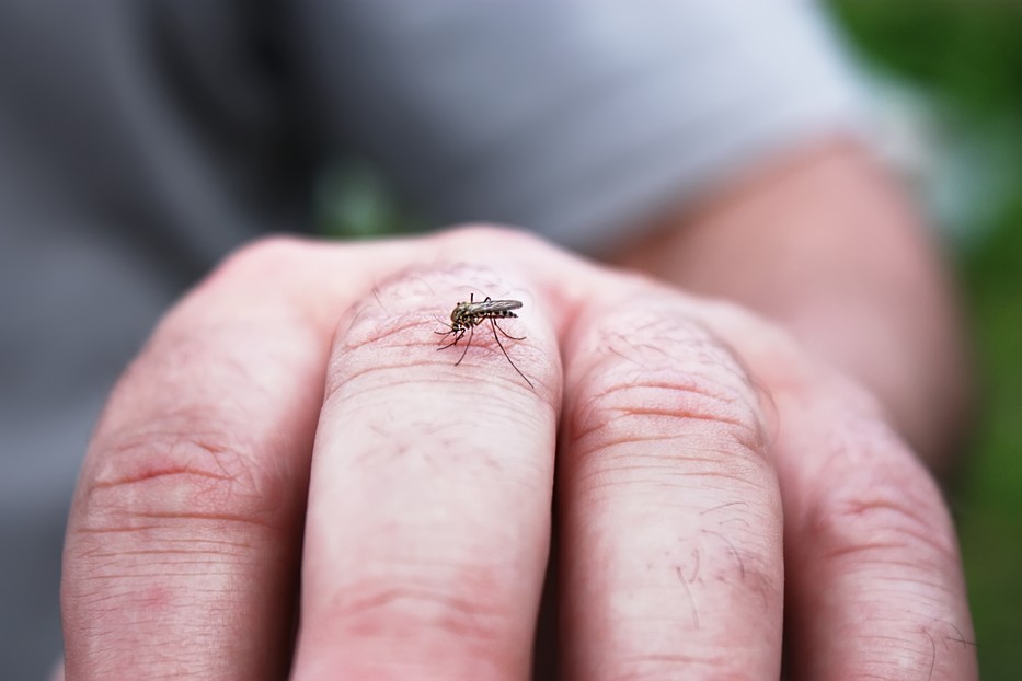 Fotó: iStock