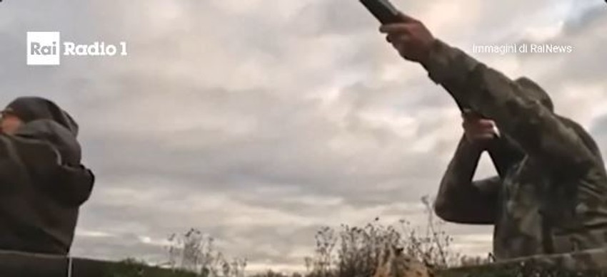 Trampov sin lovi patke