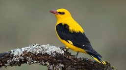 Szybki QUIZ z polskich ptaków. Te gatunki znają już dzieci w podstawówce. Sprawdźmy, czy tobie też wystarczy jedno zdjęcie.