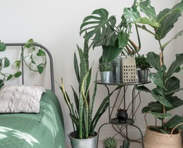 Urban Jungle