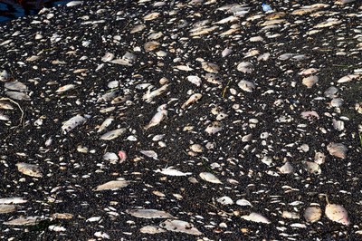 Naukowiec ws. Odry: Nie korzystamy ze zdobyczy nauki, żeby zarządzać tą katastrofą w odpowiedni sposób