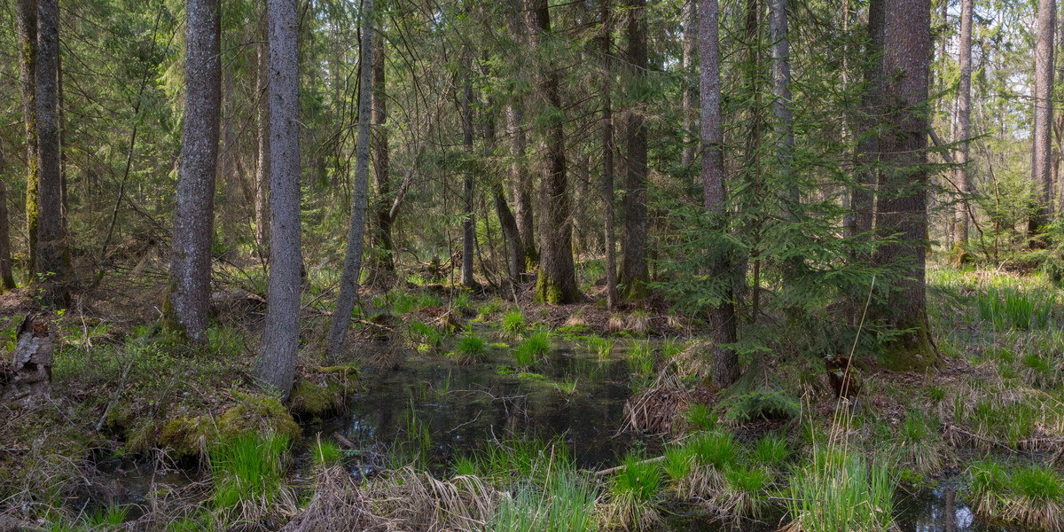 Puszcza Białowieska to jedyny z Polski obiekt przyrodniczy wpisany na listę Światowego Dziedzictwa UNESCO. Chroniona od paru wieków, zachowała dzięki temu swój pierwotny stan.