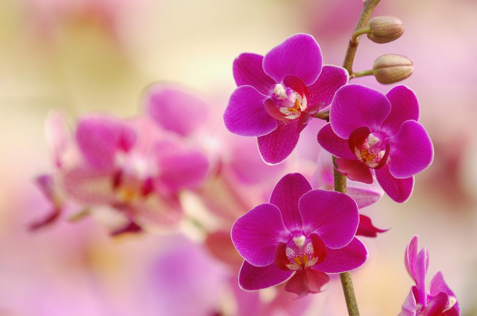 A lepkeorchideák gondozása nem is olyan nehéz. Fotó: Getty Images