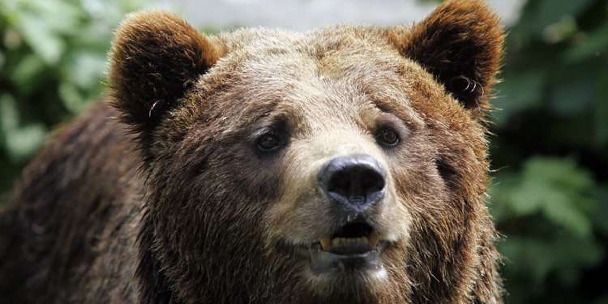 W Tatrach zabito niedźwiedzia