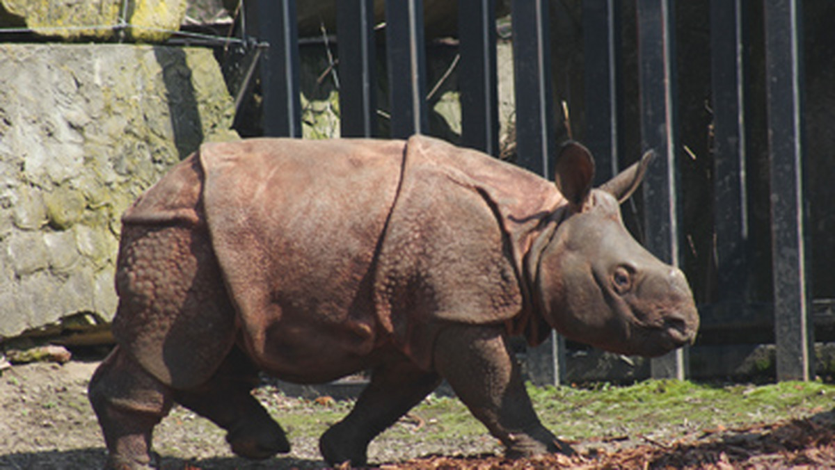USA: dwulatka wpadła na wybieg dla nosorożców