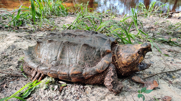 Veszélyes teknősöket fogtak ki a Florida folyóból természetvédők/ Fotó: Facebook