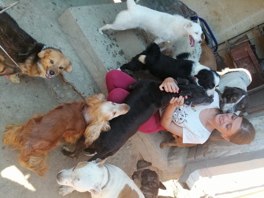 Od 20 pasa za koje su tvrdili da se neće oporaviti, Jovičinom zaslugom je prohodalo njih 15