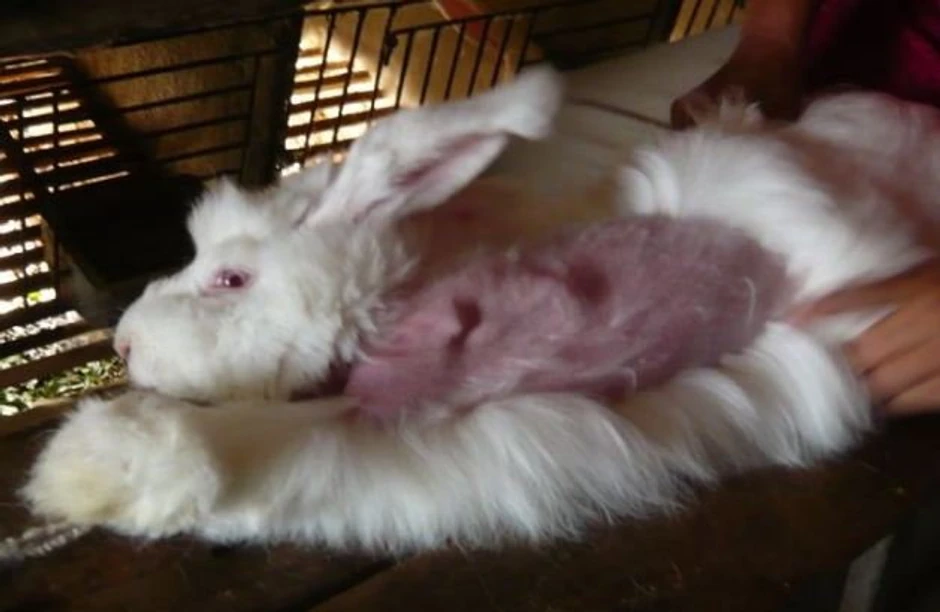 Bol i patnja: Strah u očima životinje